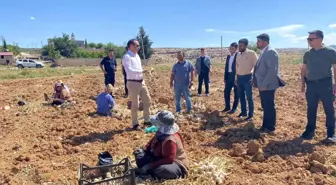 Besni'de Sarımsak Hasadı Başladı