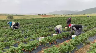 Hüyük'te çilek üretimi ekonomiye katkı sağlıyor