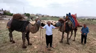 Adıyaman'da Kurbanlık Develer Hızla Satıldı