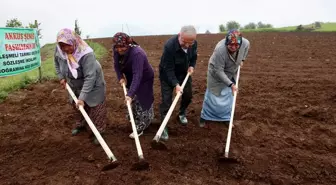 Akkuş Şeker Fasulyesi İçin Ekim Töreni Düzenlendi