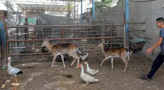 İsrail saldırıları nedeniyle Gazze'deki Refah Hayvanat Bahçesi tahliye edildi