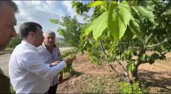 Manisa'da Dolu Hasarı: Çiftçiler Çaresiz