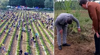 Geliri kız öğrencilere bağışlanacaktı! Tarlaya giren hırsızlar 500 kilo çileği çaldı