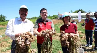 Muğla'da Coğrafi İşaret Başvurusu Yapılan Sarımsak Hasadı Yapıldı