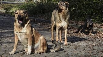 AK Partili Güler: Kuduz tehlikesi olan hayvanlar uyutulacak