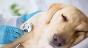 Köpeklerin uyutulması nasıl oluyor? Köpek uyutma yöntemi nedir?