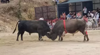 Aydın'ın Söke ilçesinde Boğa Güreşleri Gerçekleştirildi