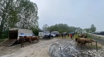 Eflani'de Kurban Bayramı'na sayılı günler kala hayvan pazarlarında hareketlilik devam ediyor