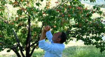 Malatya'da erkenci kayısı hasadı başladı