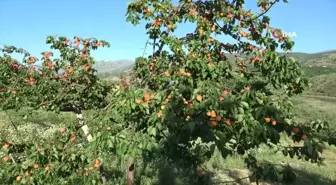 Erkenci kayısıda hasat zamanı