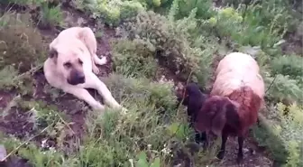 Kangal köpeği kayıp koyun ve yavrusunu 2 gün boyunca korudu