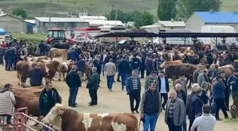 Kurban Bayramına Sayılı Günler Kala Kurbanlık Görücüye Çıktı