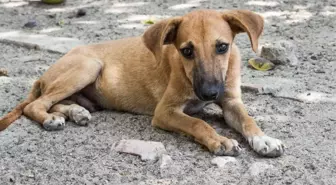 Sokak hayvanları anket sonuçları! Sokak köpekleriyle ilgili anket sonuçları nedir?