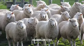 2024 Kurbanlık fiyatları! Büyükbaş ve Küçükbaş kurban fiyatı ne kadar? #128004