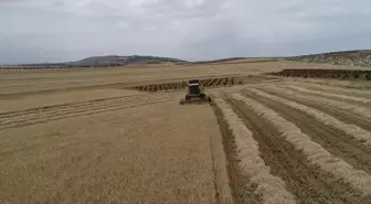 Adıyaman'da arpa hasadı başladı