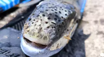 Mersin'de Serbest Dalış Yapan Hasan Gürgah, 6 Kilo Benekli Balon Balığı Avladı