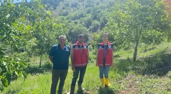 Çekerek İlçe Tarım ve Orman Müdürlüğü ceviz ağaçlarında hastalık ve zararlı kontrolü gerçekleştirdi