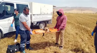 Mardin'de tarlada biçerdöver kazası: Köpek üç ayağını kaptırdı