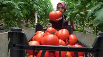 Amasya'da domates hasadı başladı, 100 bin ton rekolte bekleniyor