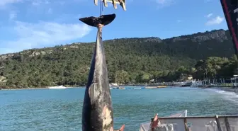 Kemer'de Kıyıya Vuran Ölü Yunus Bulundu