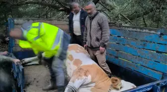 Tokat'ın Almus ilçesinde düşen gebe inek kurtarıldı