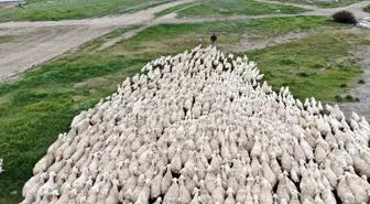 Sivas'ın yerli ırkı olan 'Kangal Akkaraman' koyununda ikizlik oranı arttı