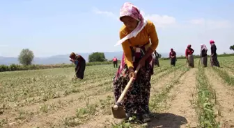 Aydın'da Pamuk Çapalama Yevmiyesi Tavsiye Kararı