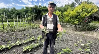 Çorum'un Kargı ilçesinde domuzlar sebze tarlasına zarar verdi