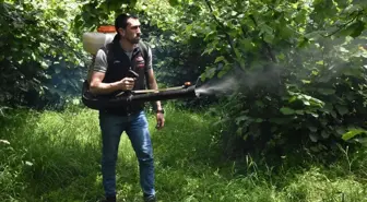 Ordu'da Fındık Üreticileri Yeni Hasat Sezonuna Hazırlanıyor