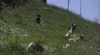 SOKAK HAYVANLARI YASA TASARISI MADDELERİ 2024! Sokak köpekleri yasa taslağı belli oldu mu?