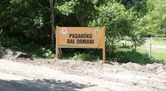 Yığılca'da Orman Köylüleri İçin Yeni Bal Ormanı Oluşturuldu