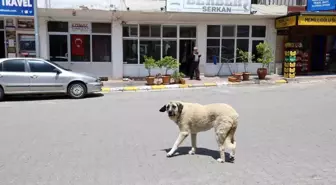 Kapadokya'da Artan Sokak Köpekleri Turistleri Tehdit Ediyor