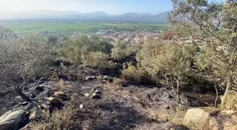 Aydın'ın Nazilli ilçesinde çıkan yangın kontrol altına alındı