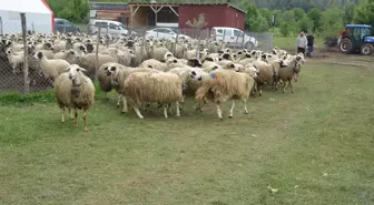 Bolu'da Koç Katım Şenliği Düzenlendi