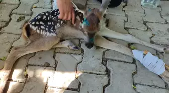 Çakal Sürüsünün Saldırdığı Geyik Yavrusu Kurtarıldı