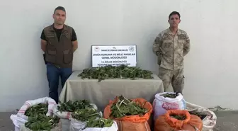 Yüksekova'da Hakkari soğanı kaçakçılığına büyük operasyon