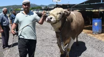 Tamı tamına 1,5 ton! 'Toros Kaplanı' isimli boğa, pazara ayak basar basmaz satıldı