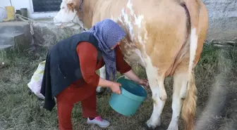 Yozgat'ın Sarıkaya ilçesinde süt üretimi artıyor