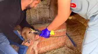 Koçarlı'da Büyükbaş Hayvanlara Şap Aşısı ve Küpeleme Çalışmaları Devam Ediyor