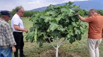 Aydın'da incir bahçelerinde hastalık ve zararlı kontrolü yapıldı