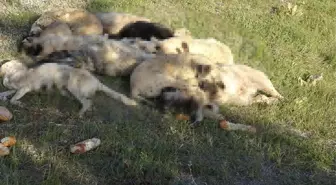 Yozgat'ta 20'nin üzerinde sokak köpeği ölü bulundu