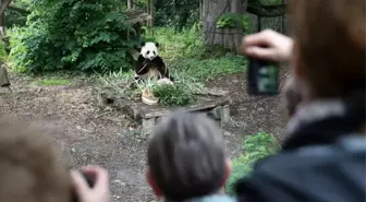 Pairi Daiza Hayvanat Bahçesi'nde dev panda Tian Bao'nun doğum günü kutlandı