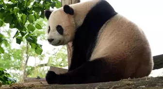 Belçika'daki Pairi Daiza Hayvanat Bahçesi'nde Panda Doğum Günü Kutlaması