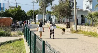 Bodrum'da sahipsiz köpek saldırısıyla korku dolu anlar yaşandı