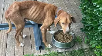 Beyoğlu Belediye Başkanı İnan Güney ve eşi terk edilmiş köpeğe yeni yuva buldu