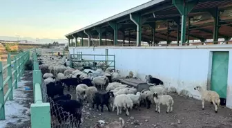 Malatya'da Veteriner Hekimden Kurbanlık Seçimi İle İlgili Öneriler