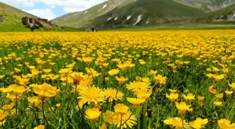 Van'ın Çaldıran ilçesinde yaylalar sarı çiçeklerle renklendi