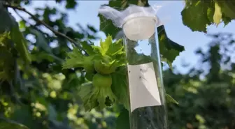 Düzce'de Fındık Verimini Etkileyen Kahverengi Kokarca ile Mücadelede 8 Bin Samuray Arısı Doğaya Bırakıldı