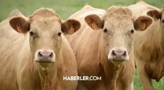 İstanbul Kurban kesim ve satış yerleri 2024: İstanbul Avrupa ve Anadolu Yakası kurban pazarı hangi ilçelere kuruluyor?