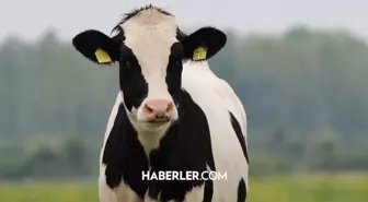 Samsun Kurban kesim ve satış yeri 2024: Samsun'da kurban pazarı hangi ilçeye ve nereye kuruluyor?